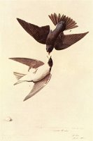 Tree Swallow by John James Audubon