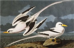 Tropic Bird Phaeton Athreus Plate Cclxii From The Birds of America by John James Audubon