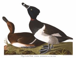 Tufted Duck by John James Audubon
