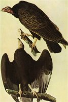 Turkey Vulture by John James Audubon