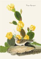 Vesper Sparrow by John James Audubon