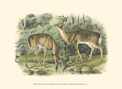 Virginian Deer by John James Audubon