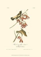 Wandering Rice Bird by John James Audubon
