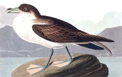 Wandering Shearwater by John James Audubon