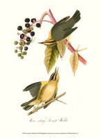 Warbler by John James Audubon