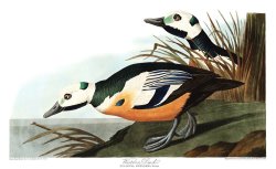 Western Duck by John James Audubon