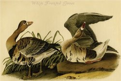 White Fronted Goose by John James Audubon