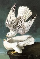 White Gyrfalcon by John James Audubon