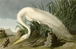 White Heron by John James Audubon