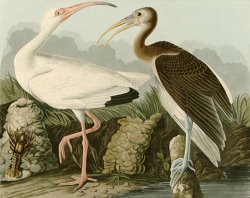 White Ibis by John James Audubon