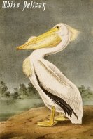 White Pelican by John James Audubon