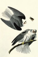 White Tailed Kite by John James Audubon