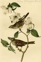 White Throated Finch by John James Audubon