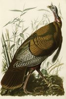 Wild Turkey by John James Audubon