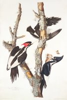 Woodpeckers by John James Audubon