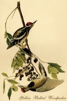 Yellow Bellied Woodpecker by John James Audubon