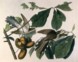 Yellow Billed Cuckoo From Birds of America Engraved by William Home Lizars by John James Audubon