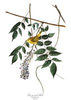 Yellow Poll Warbler by John James Audubon