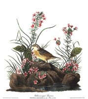 Yellow Winged Sparrow by John James Audubon