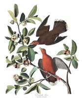 Zenaida Dove by John James Audubon