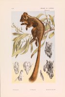 Leadbeater's Possum, Gymnobelideus Leadbeateri by John James Wild