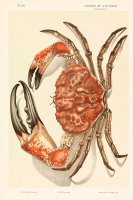 Tasmanian Giant Crab, Pseudocarcinus Gigas by John James Wild