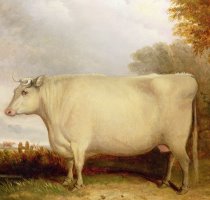 White Short-horned Cow In A Landscape by John Vine