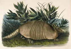 Nine Banded Armadillo (dasypus Peba) by John Woodhouse Audubon