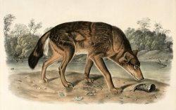 Red Texas Wolf (canis Lupus) by John Woodhouse Audubon
