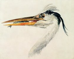 Heron with a Fish by Joseph Mallord William Turner
