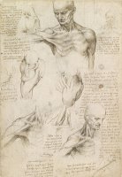 Anatomical Drawing Of Shoulder And Neck by Leonardo da Vinci