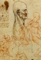 Anatomical Study Of A Man's Head by Leonardo da Vinci