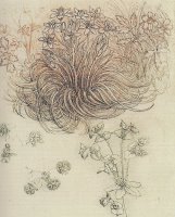 Botanical Study by Leonardo da Vinci