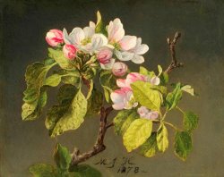 A Branch of Apple Blossoms And Buds by Martin Johnson Heade