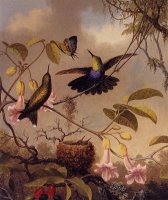 Fort Tailed Woodnymph by Martin Johnson Heade