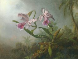 Pink Orchids And Hummingbird on a Twig by Martin Johnson Heade