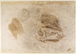 Study for The Robes of The Erythraean Sibyl by Michelangelo Buonarroti