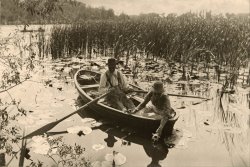 Gathering Water Lilies by Peter Henry Emerson