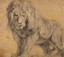 Lion by Peter Paul Rubens