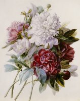 A Bouquet Of Red Pink And White Peonies by Pierre Joseph Redoute