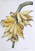 Banana by Pierre Joseph Redoute