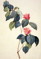Camellia Japonica by Pierre Joseph Redoute