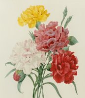 Carnations From Choix Des Plus Belles Fleures by Pierre Joseph Redoute