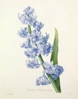 Hyacinth by Pierre Joseph Redoute
