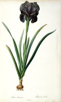 Iris Luxiana by Pierre Joseph Redoute
