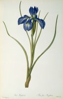 Iris Xyphioides by Pierre Joseph Redoute