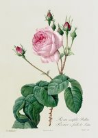 Rosa Centifolia Bullata by Pierre Joseph Redoute