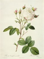 Rosa Centifolia Mutabilis by Pierre Joseph Redoute