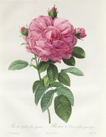 Rosa Gallica Flore Giganteo by Pierre Joseph Redoute