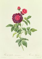 Rosa Gallica Gueriniana by Pierre Joseph Redoute